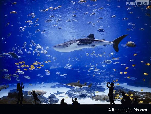 Georgia Aquarium fica em Atlanta, nos Estados Unidos, e é o maior aquário que existe!