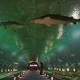 L'Oceanografic é o maior aquário da Europa e fica em Valência, na Espanha