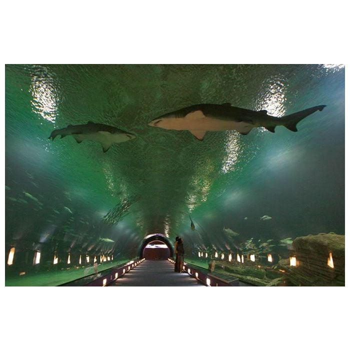 L&#039;Oceanografic é o maior aquário da Europa e fica em Valência, na Espanha