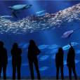 Monterey Bay Aquarium é o aquário que possui a maior janela de vidro no mundo. As espécies encontradas lá representam a vida marinha encontrada na Califórnia