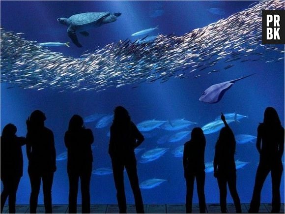 Monterey Bay Aquarium é o aquário que possui a maior janela de vidro no mundo. As espécies encontradas lá representam a vida marinha encontrada na Califórnia