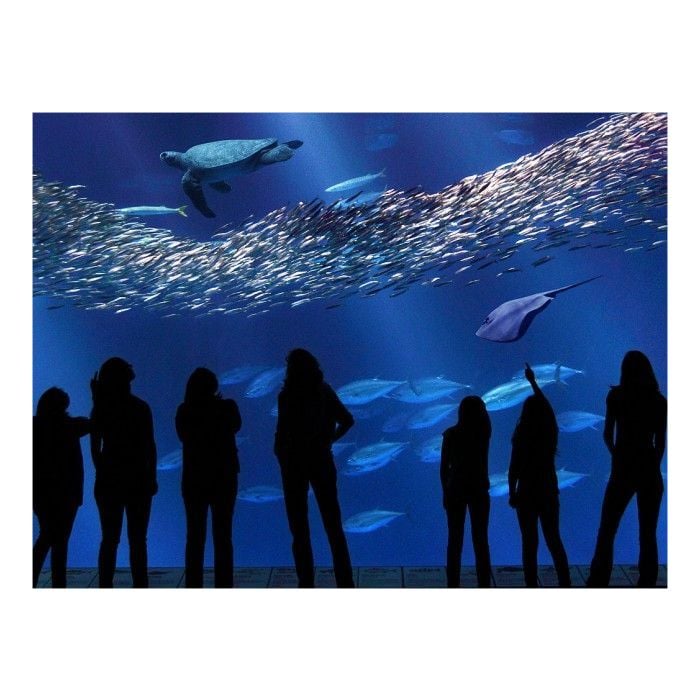 Monterey Bay Aquarium é o aquário que possui a maior janela de vidro no mundo. As espécies encontradas lá representam a vida marinha encontrada na Califórnia