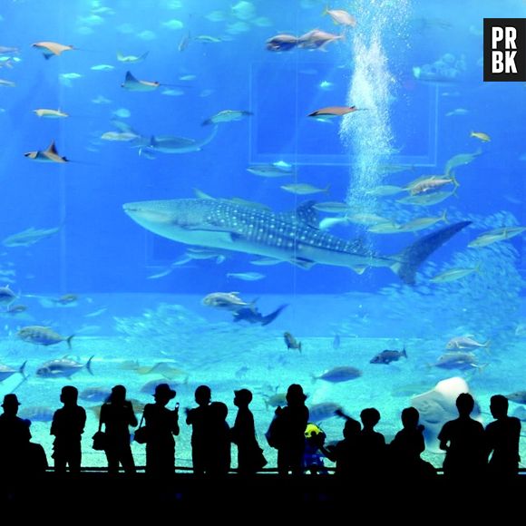 Okinawa Churaumi Aquarium fica no Japão e tem como sua maior atração um tubarão-baleia