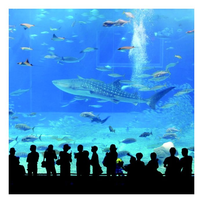 Okinawa Churaumi Aquarium fica no Japão e tem como sua maior atração um tubarão-baleia