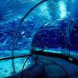 Shanghai Ocean Aquarium é um dos maiores aquários da Ásia. A obra possui o maior túnel submerso que existe