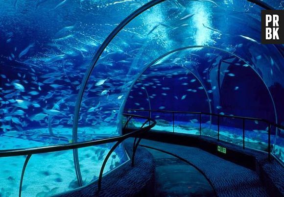 Shanghai Ocean Aquarium é um dos maiores aquários da Ásia. A obra possui o maior túnel submerso que existe