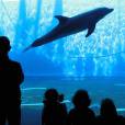 The Aquarium of Genoa fica na Itália e é um dos maiores da Europa. Esse aquário serviu de inspiração para os produtores do filme "Procurando Nemo"