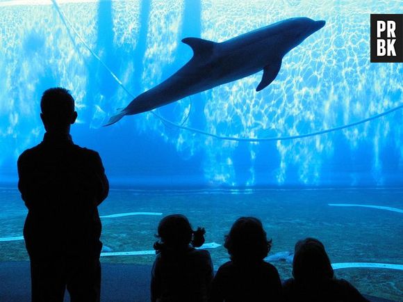 The Aquarium of Genoa fica na Itália e é um dos maiores da Europa. Esse aquário serviu de inspiração para os produtores do filme "Procurando Nemo"