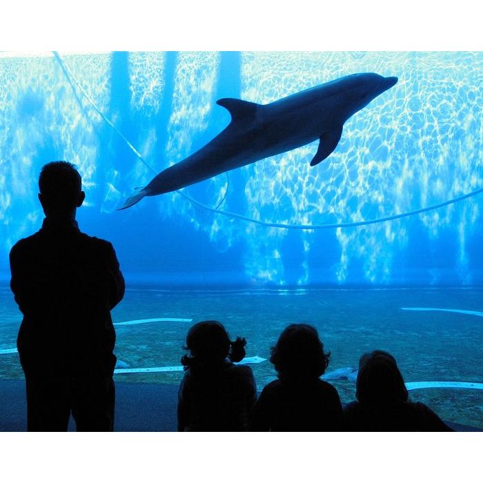 The Aquarium of Genoa fica na Itália e é um dos maiores da Europa. Esse aquário serviu de inspiração para os produtores do filme &quot;Procurando Nemo&quot;
