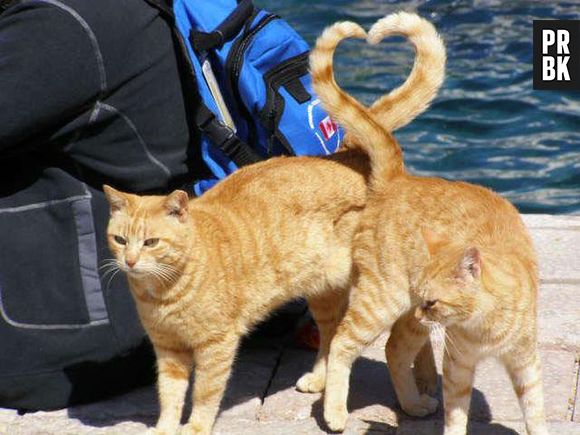 O encontro dos rabos dos gatos forma um coração!