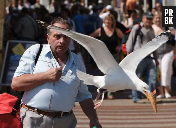 O que fazer se uma gaivota roubar seu sorvete?