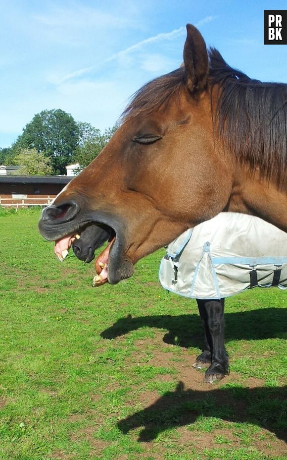 Um cavalo com uma boca dentro da boca! Que doideira...