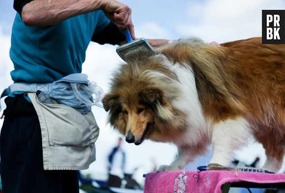 Já no 2º turno, os Collies escolheriam Haddad