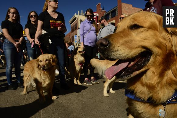 A thread afirmou que o Golden Retriever votaria no Bolsonaro no 2º turno. Concorda?