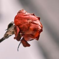 8 fatos que você precisa saber sobre o luto